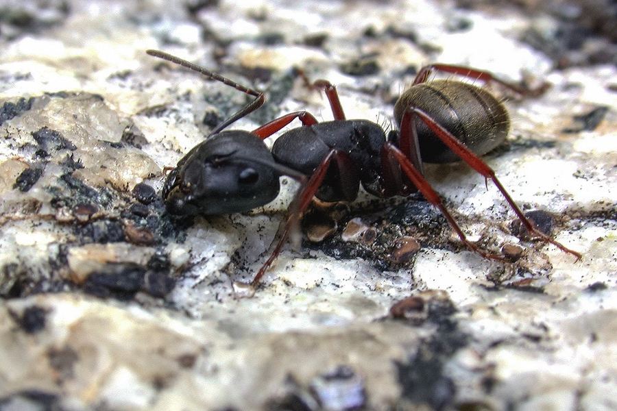 Carpenter ant (Camponotus modoc)