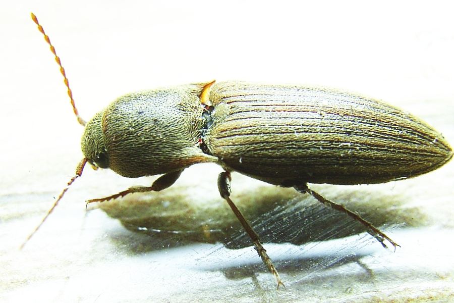 Click beetle (Agriotes lineatus)