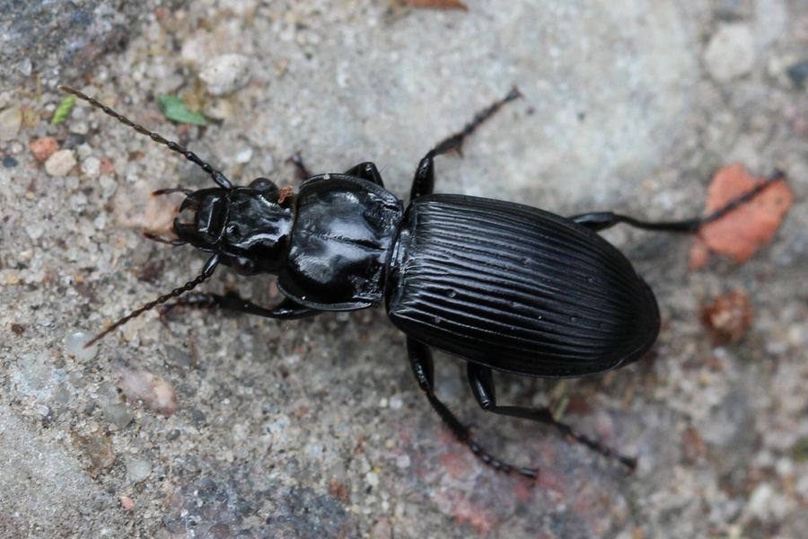 Ground beetle (Pterostichus melanarius)