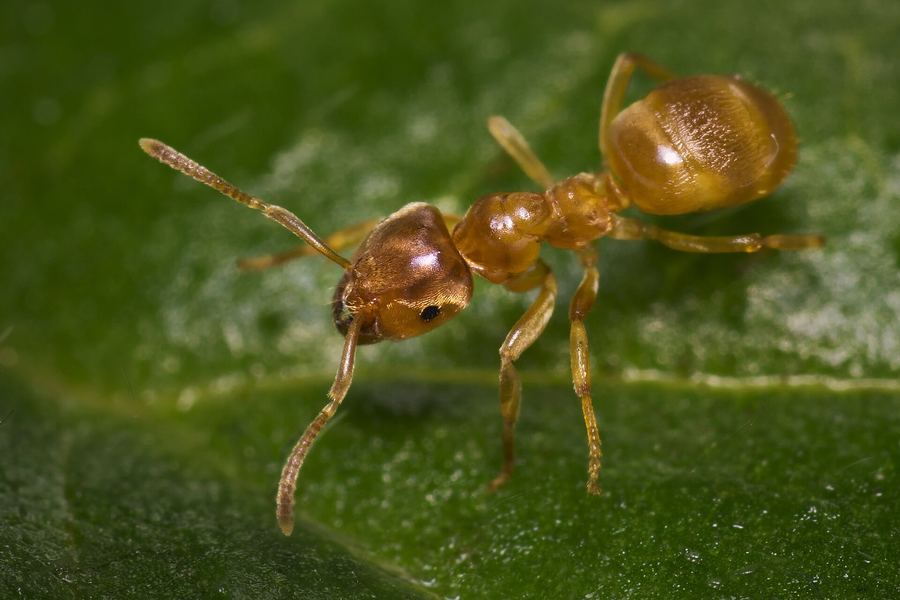 Moisture ant (Lasius flavus)
