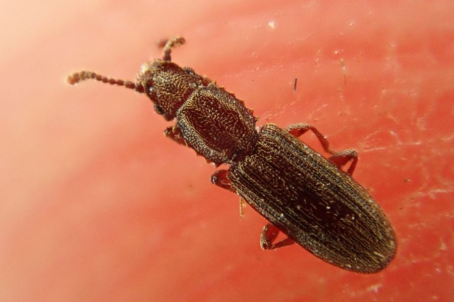 Pantry beetle (Oryzaephilus surinamensis)
