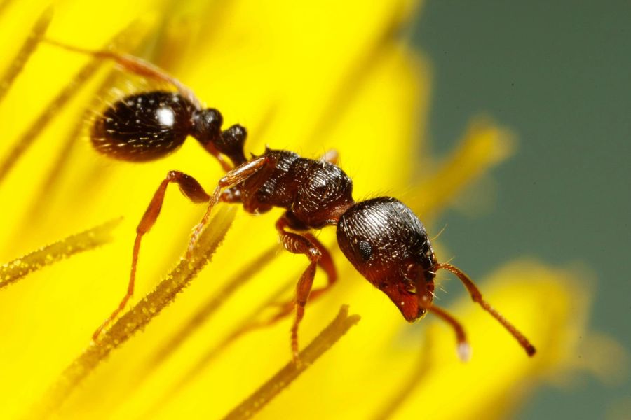 Pavement ant (Tetramorium immigrans)