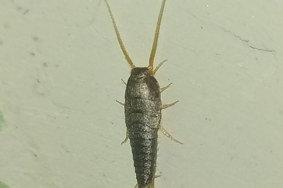 Silverfish (Lepisma saccharina)