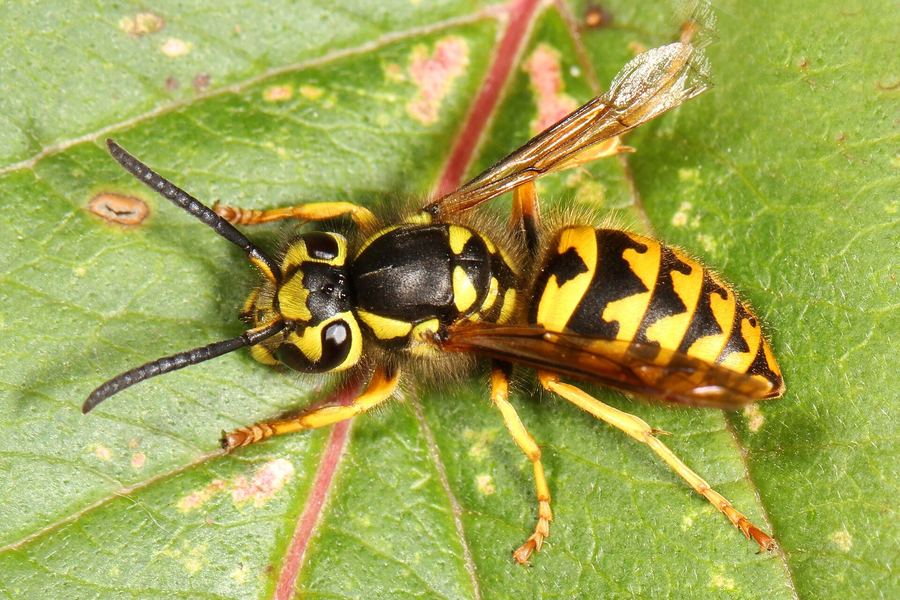 Yellowjacket (Vespula pensylvanica)